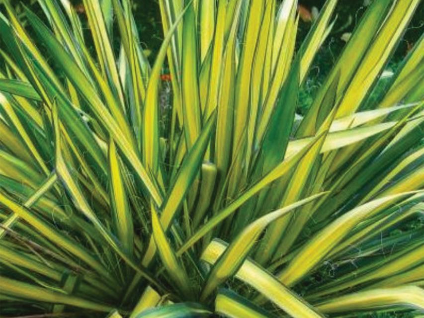 Close up of a Golden Yucca, a large plant with long green leaves