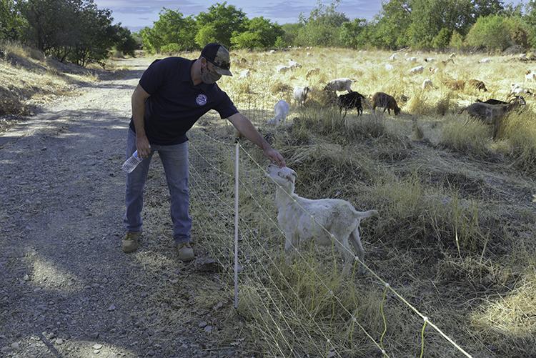 Zone 7 Water Agency employee petting a white goat over a mesh fence with goats in the background.