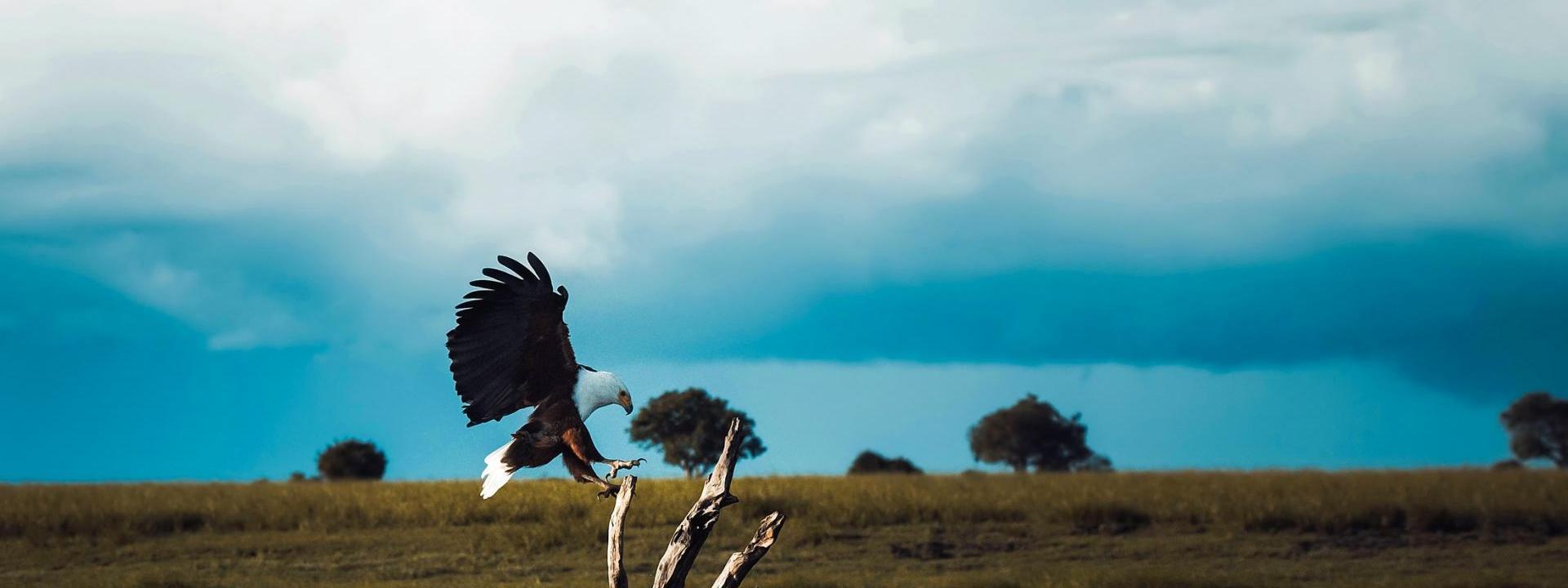 Bald eagle landing on partially submerged tree in a lake, golden hills and oak trees in the background