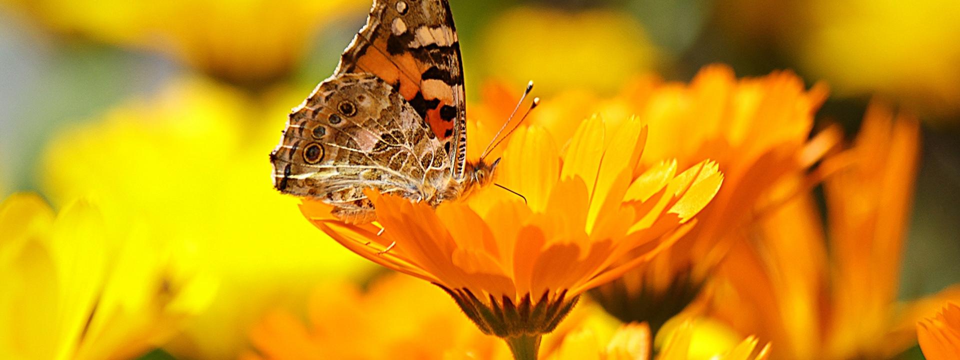 A butterfly perched on a yellow flower in a field of golden yellow flowers