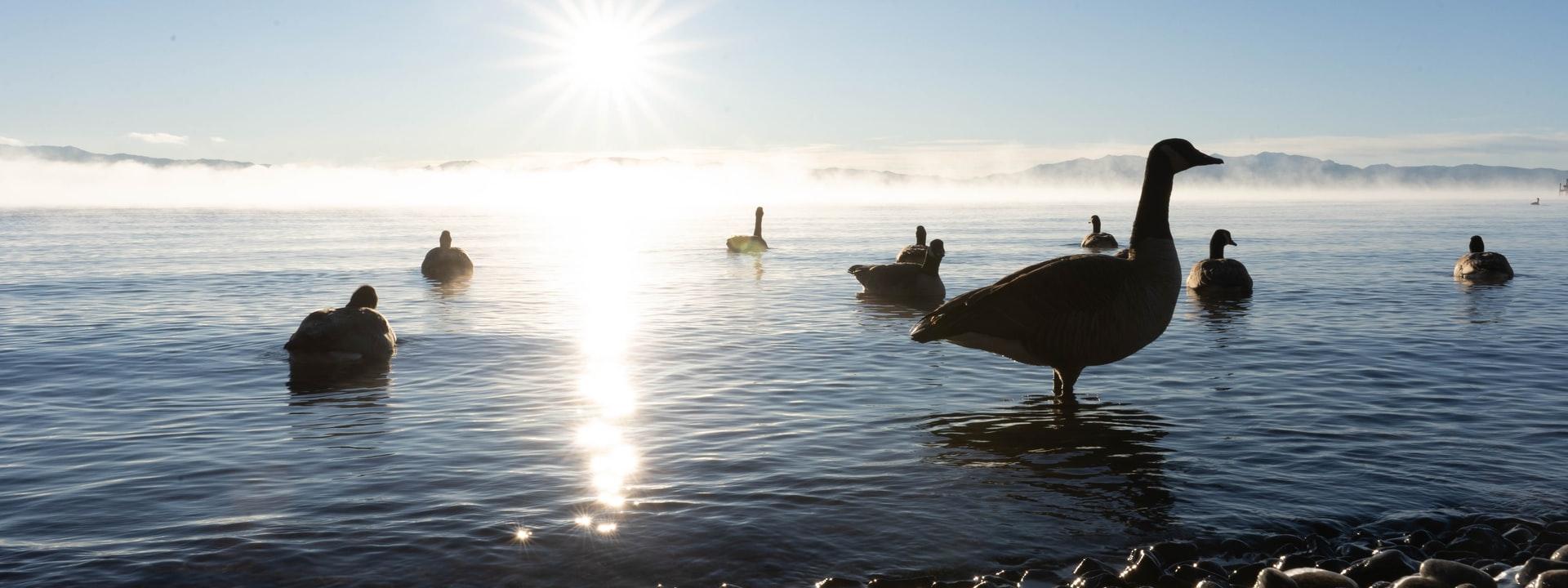 Geese in the water with the sun shining on the horizon