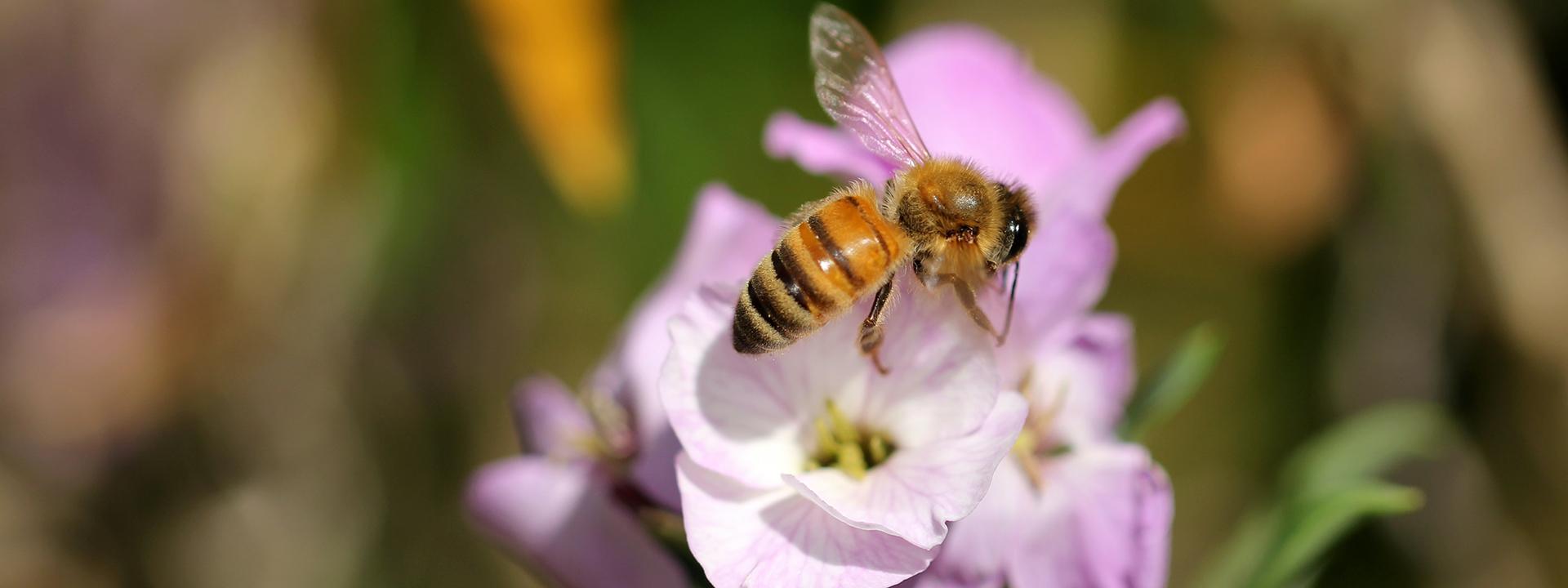 A honey bee on top of a lavender colored flower