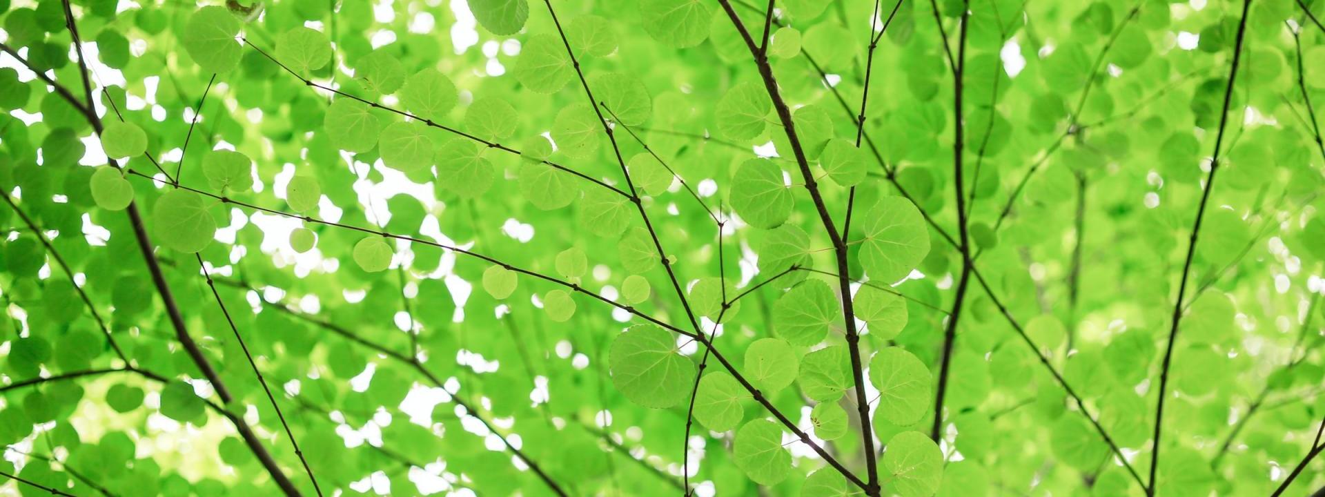 Green leaves on a tree against a bright sky
