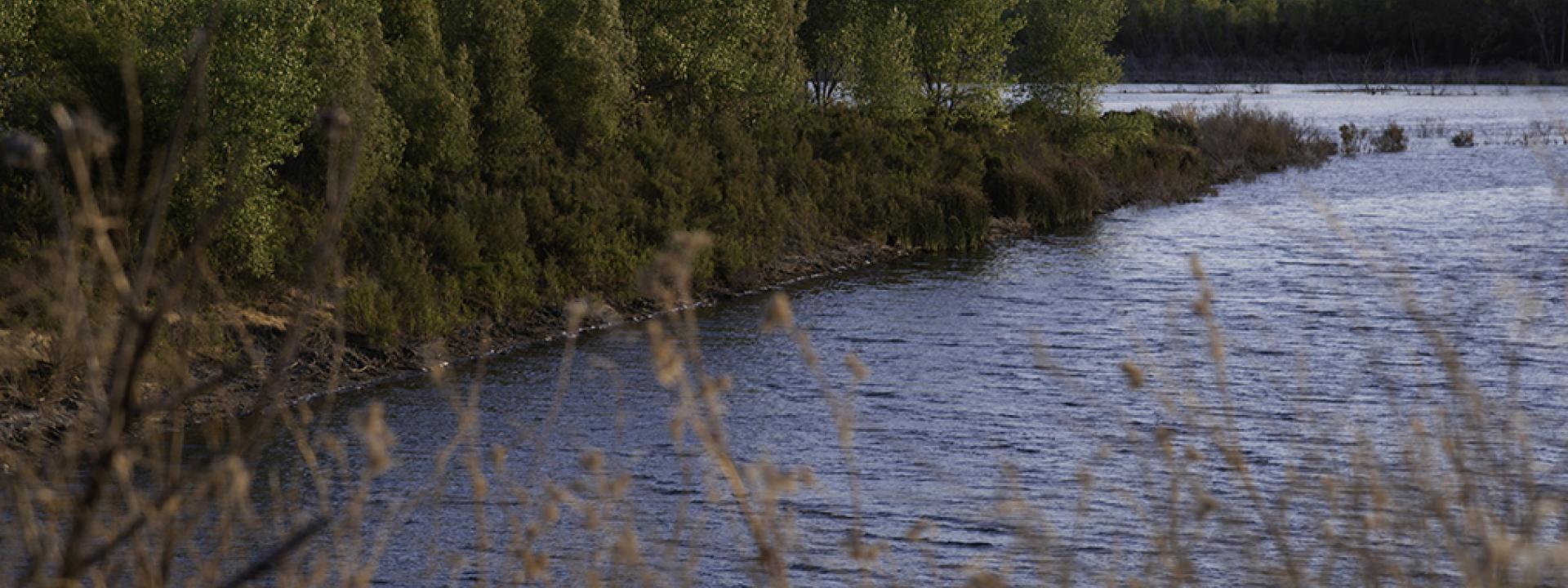 View of one of the lakes in Chain of lakes, with vegetation in the foreground and tree lined banks in the background