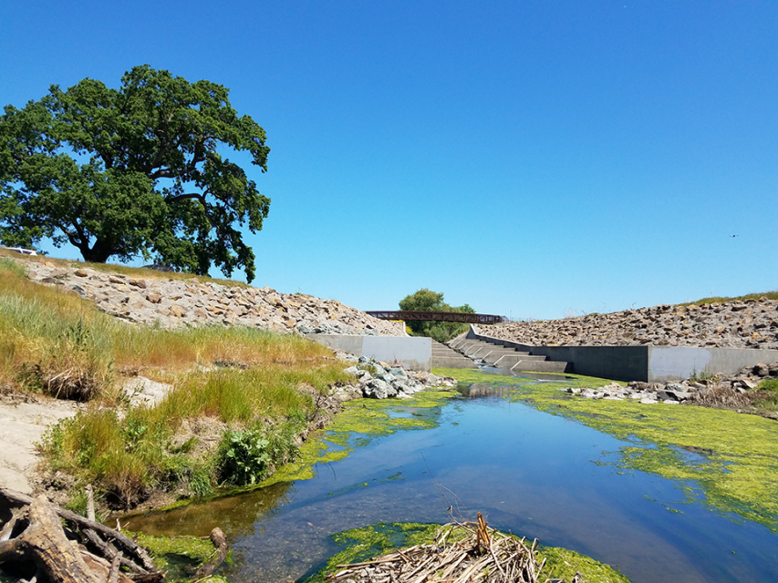 Arroyo with patches of algae and concrete fish ladder, large oak tree in the background