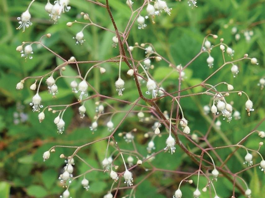 Alum Root, a brown branch filled with small white flower bulbs in front of greenery