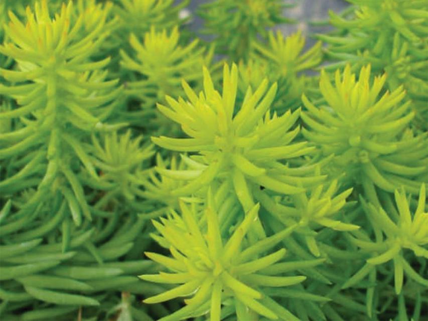 Close up of Angelina Stonecrop, long stemmed light green colored