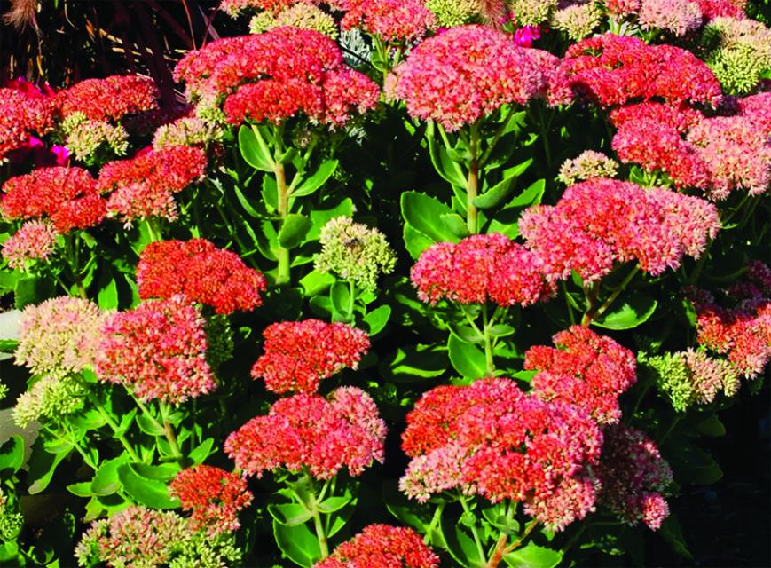 Sedum Autumn Joy, pink and red colored flowers among green stems and leaves