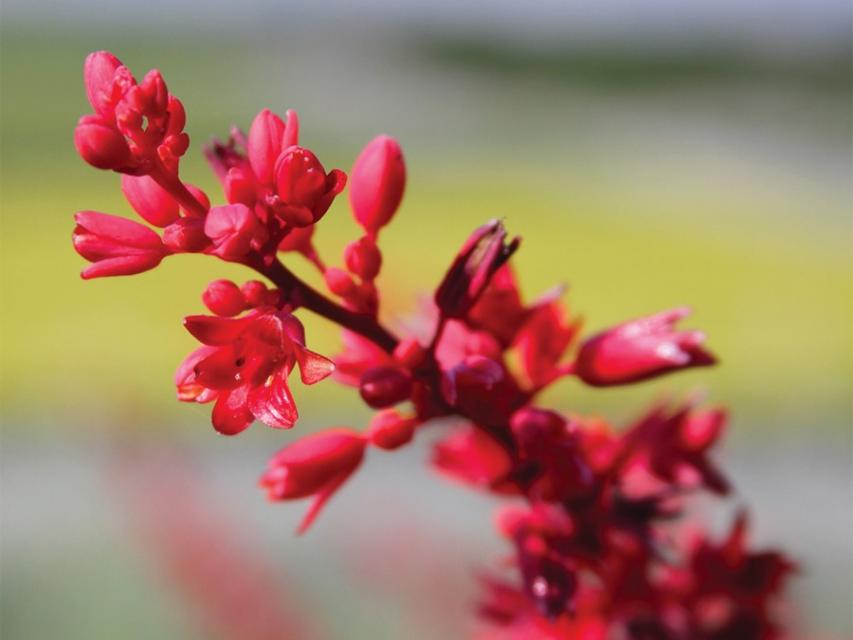 Close up of branch filled with Brakelights yucca, pink colored flower buds
