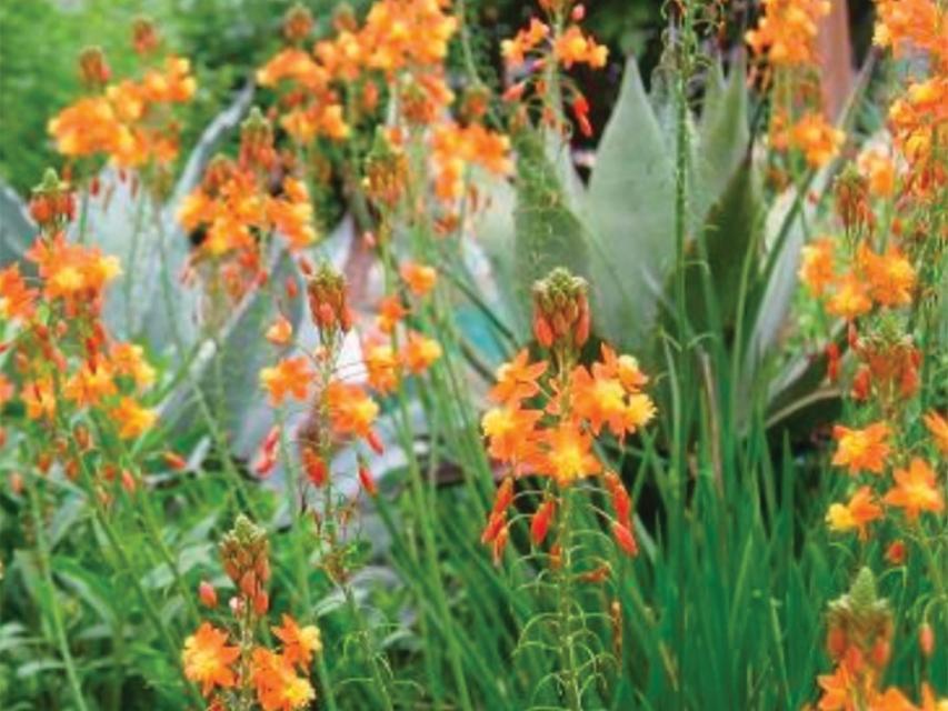 Green bush filled with Bulbine, golden colored flowers