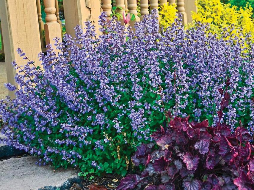 Bush of Catnip, lavender colored flowers beneath an outdoor deck