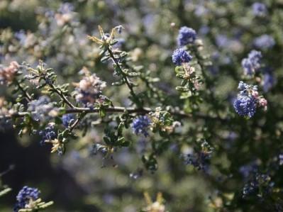 Close up of Ceanothus, lavendar colored flowers on a tree branch