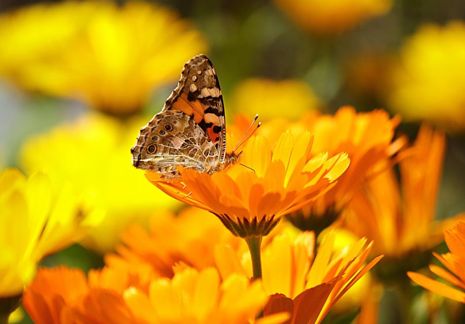 A butterfly perched on a yellow flower in a field of golden yellow flowers