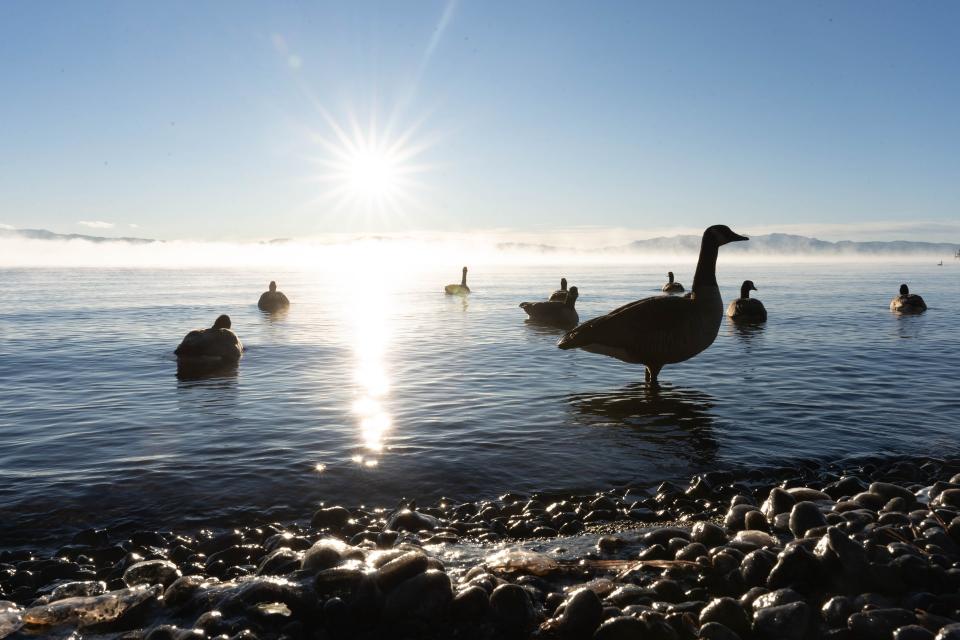 Geese in the water with the sun shining on the horizon