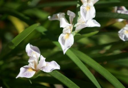 Close up of Douglas Iris, white flowers surrounded by green leaves