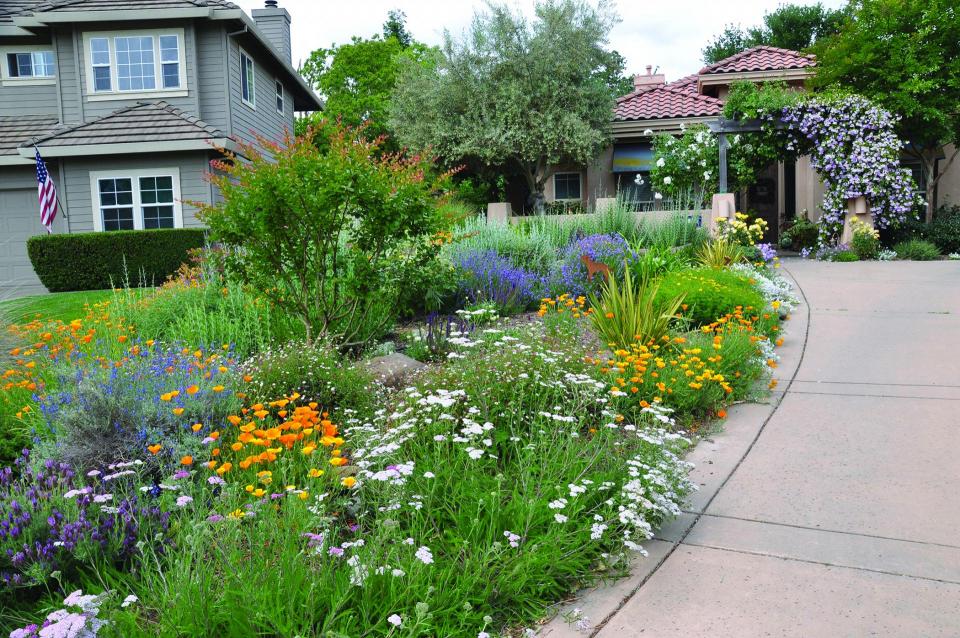 Dublin home with a lawn converted to drought tolerant plants showing blooms of orange, white and purple