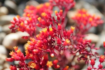 Close up of Dudleya Cymosa, small red flower buds with yellow tips