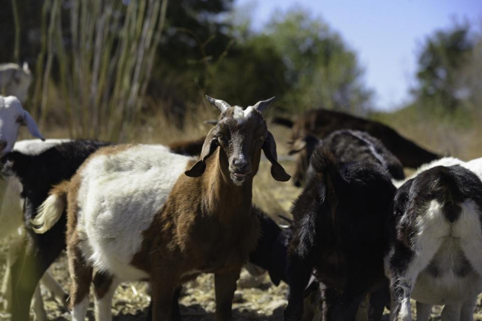 Goats on Zone 7 property doing vegetation management