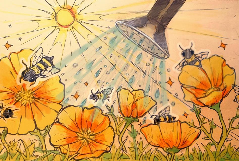 Garden of California Poppy