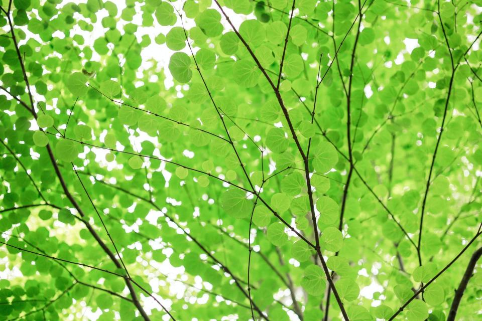 Green leaves on a tree against a bright sky