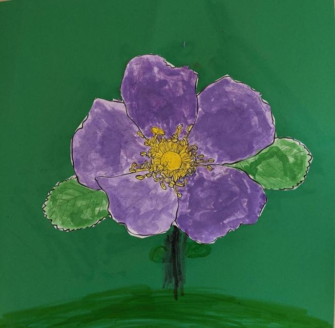 California Wild Rose
