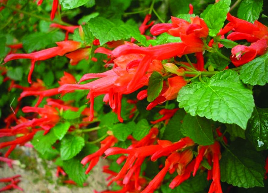 Close up of Mountain Sage, an orange and red colored flower buds surrounded by green leaves