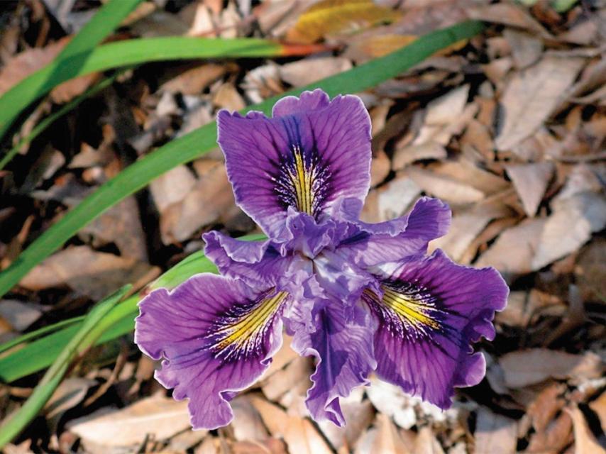A close up of Native Iris, a three petal purple flower