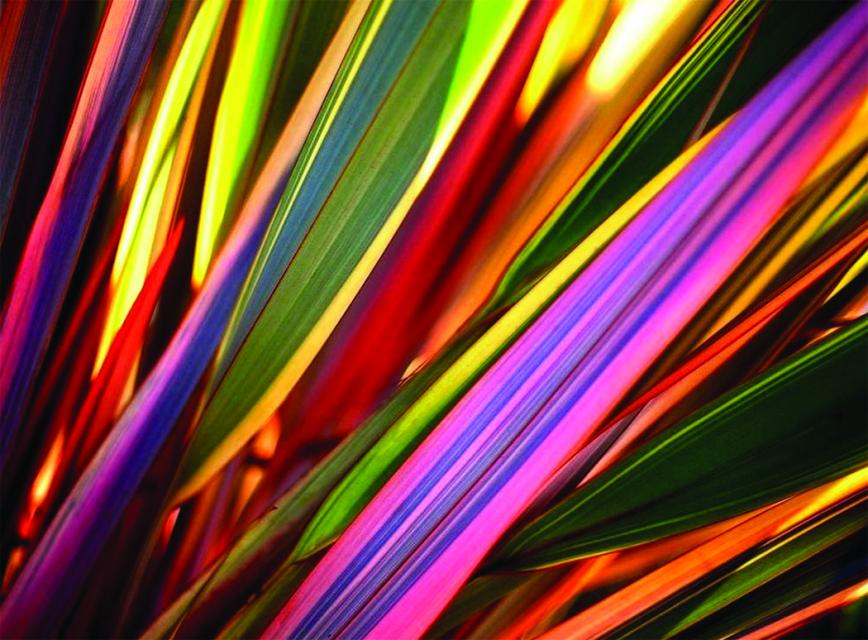Close up of New Zealand Flax plant, with colorful long leaves