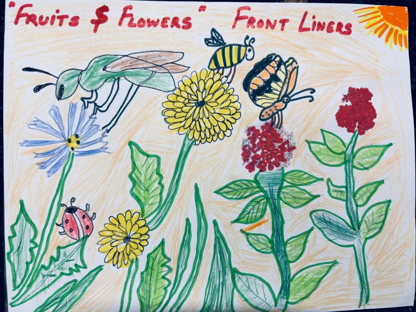 Fruits and flowers  front liners
