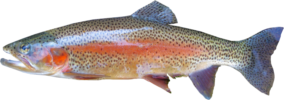 A Rainbow Trout