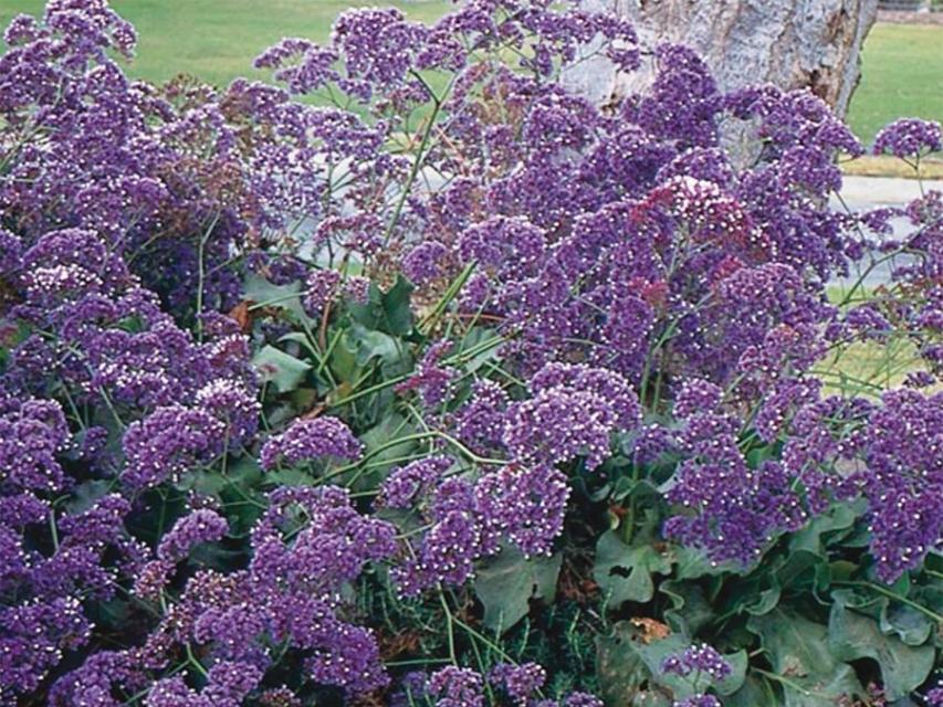 Bush filled with Sea Staice, small purple colored flowers