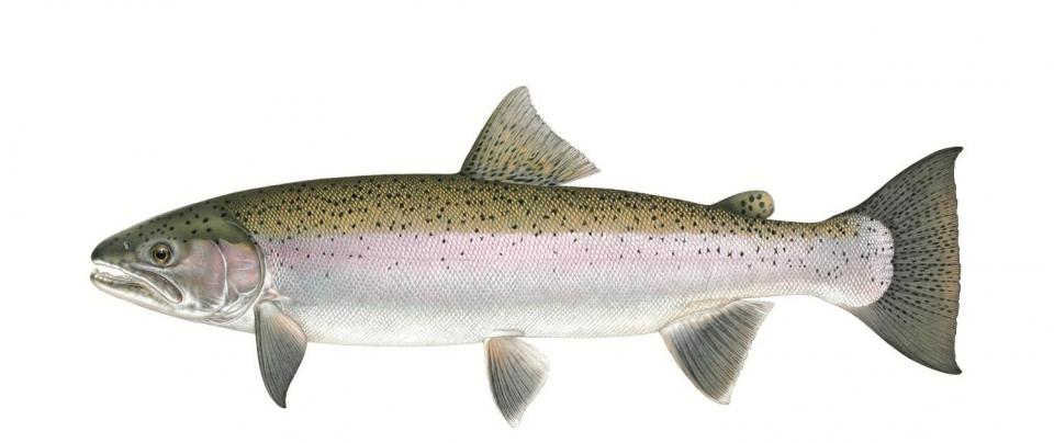 A Steelhead Trout