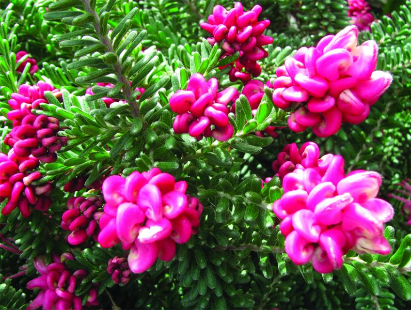Close up of Woolly Grevillea, pink colored plant surrounded by green leaves