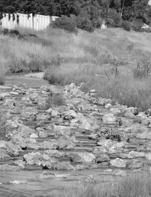 Black and white photo of river filled with rocks and surrounded by tall grass