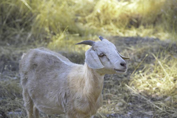 White goat with gray horns standing in brush