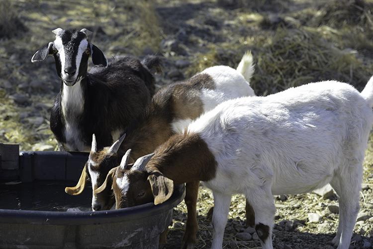 A group of 4 goats eating out of a metal bin standing in brush