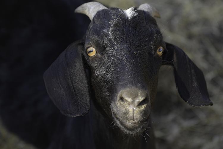 Close up of black goat with white horns looking at the camera