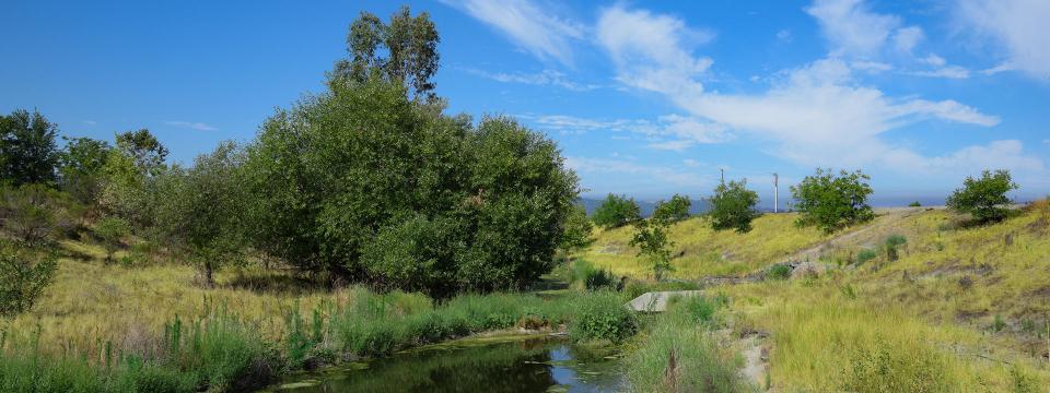 Mocho Arroyo river surrounded by grass and rocks, a large tree is in the background