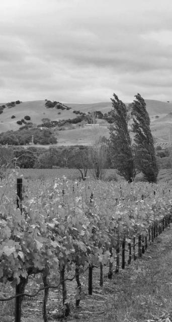 Black and White photograph of hills, trees on the right side and vineyards