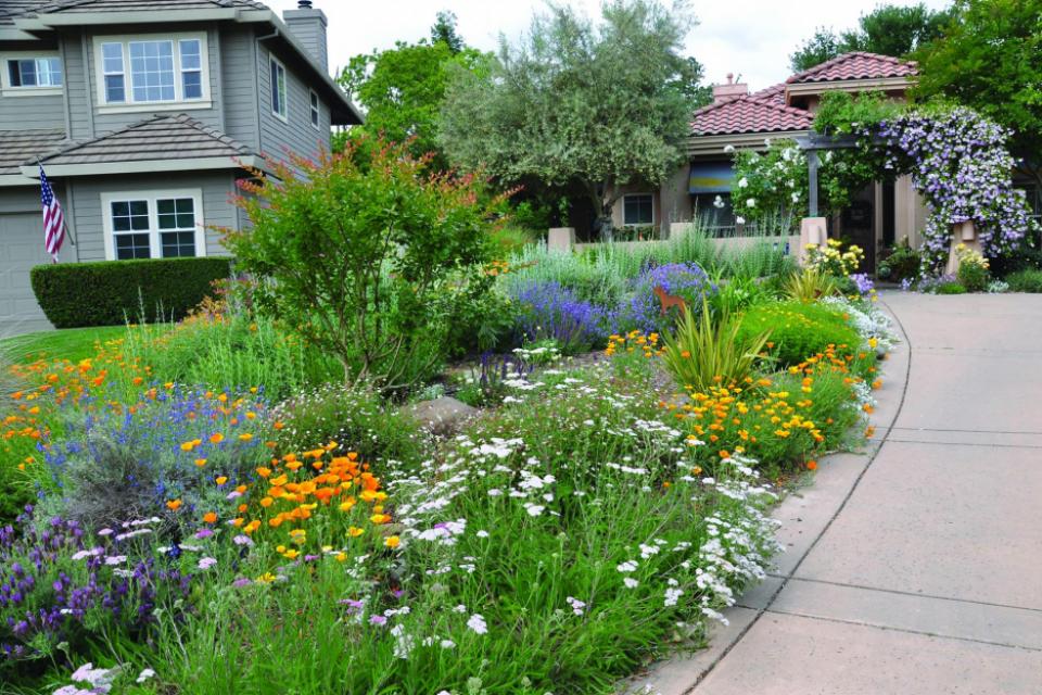 Dublin home with a lawn converted to drought tolerant plants showing blooms of orange, white and purple