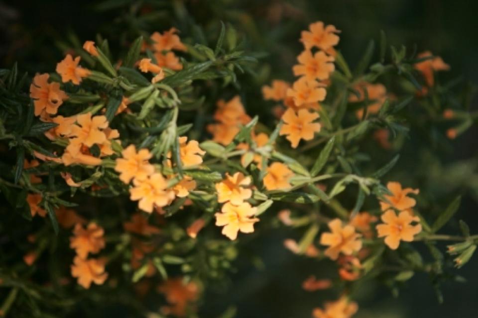 Close up of Orange Sticky Monkey, small yellow flowers