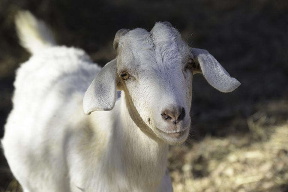 Close up of White goat with gray horns smiling and looking at the camera