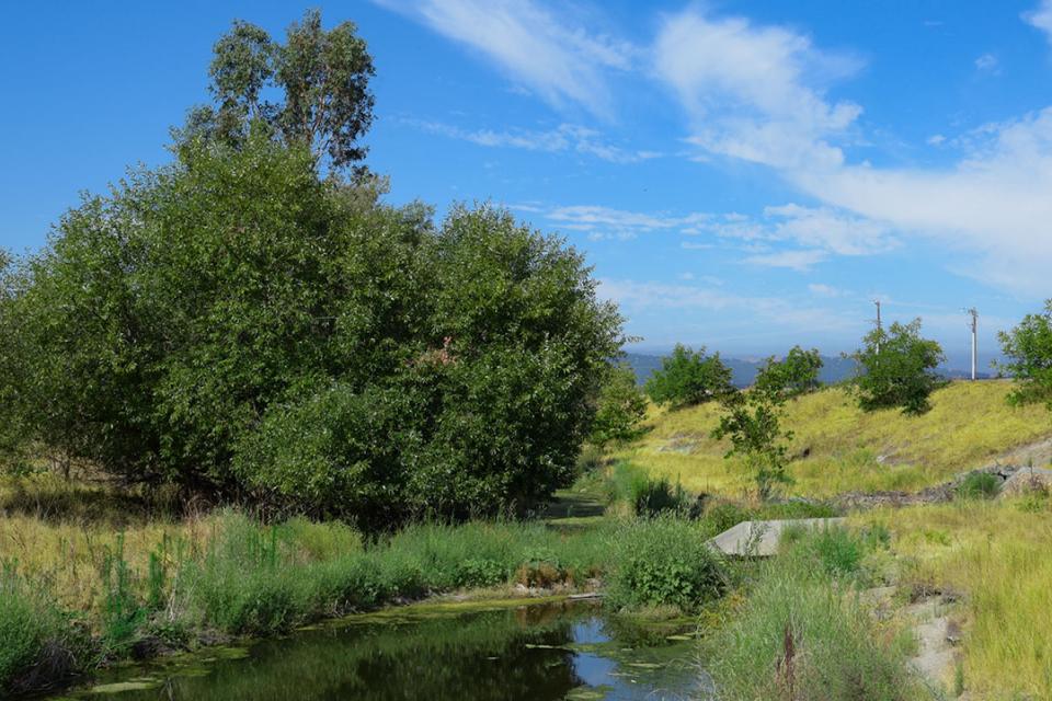 Mocho Arroyo river surrounded by grass and rocks, a large tree is in the background