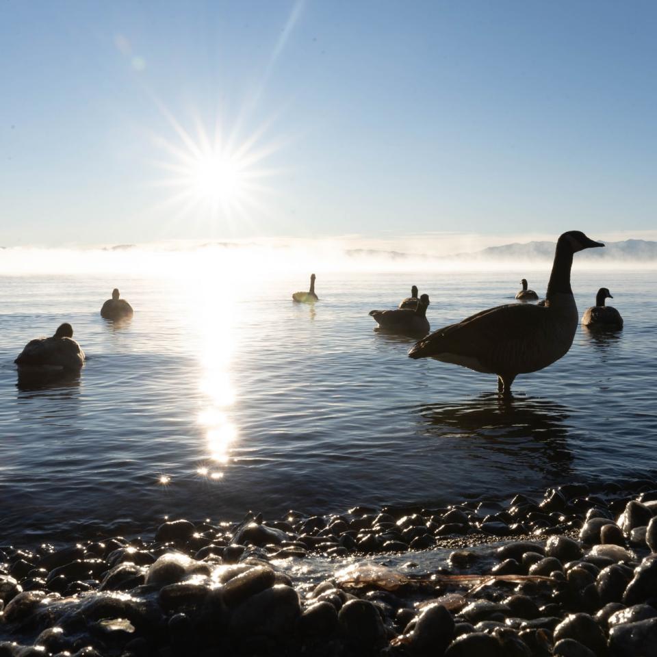 Geese swimming in a lake