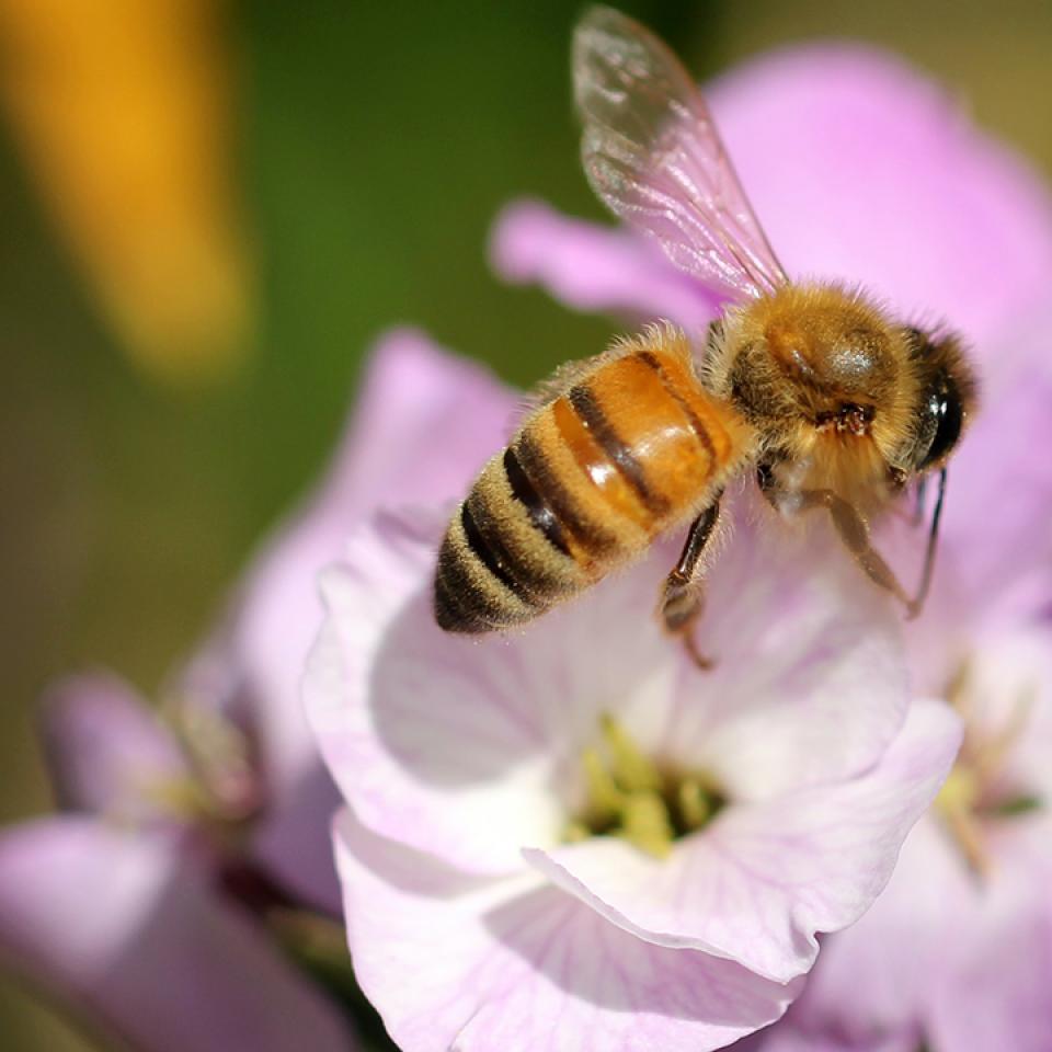 A honey bee on top of a lavender colored flower