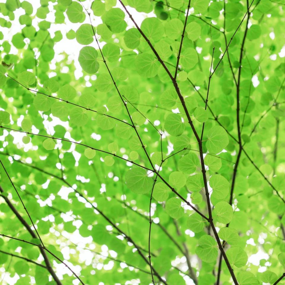 Green leaves on a tree against a bright sky