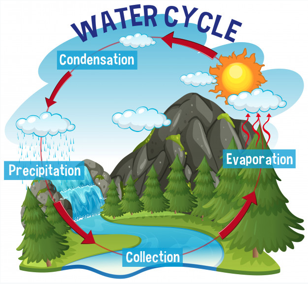 Illustration of a river with a waterfall, the sky, and  the mountains; overlaid with the following explanation of the water cycle: Collection, Evaporation, Condensation, and Precipitation (which then cycles back to Collection, Evaporation, and so on)