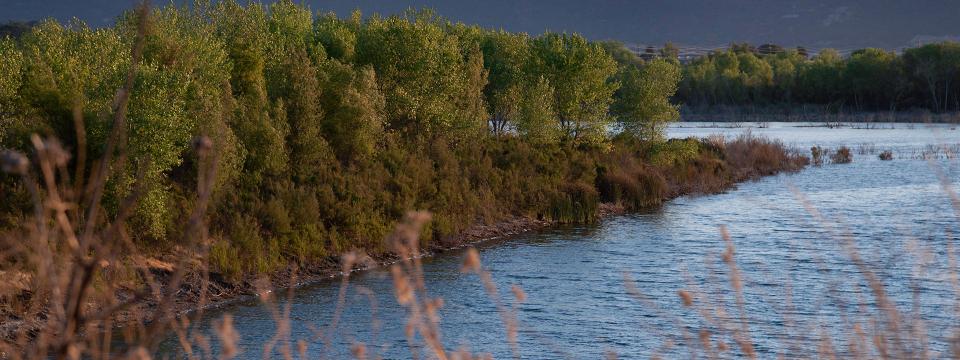 River with a variety of trees and bushes along river bank.