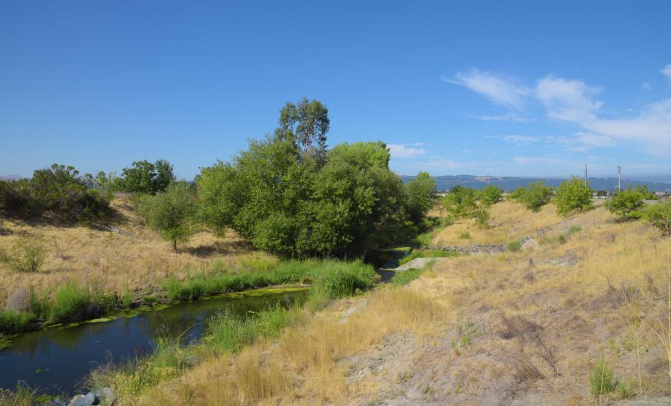 tree and river